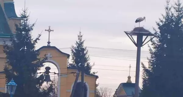 Священник проти лелеки: на Львівщині мешканці села добилися повернення гнізда поблизу храму